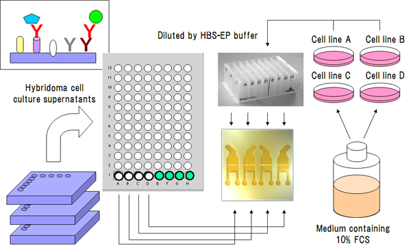 MAb screening application by Biacore™ A100 system