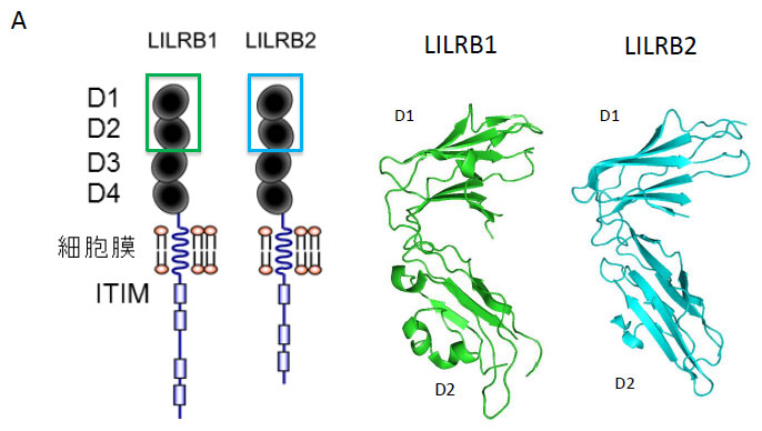 LILRB1、LILRB2のドメイン構造およびシグナル伝達