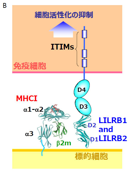 LILRB1、LILRB2のドメイン構造およびシグナル伝達