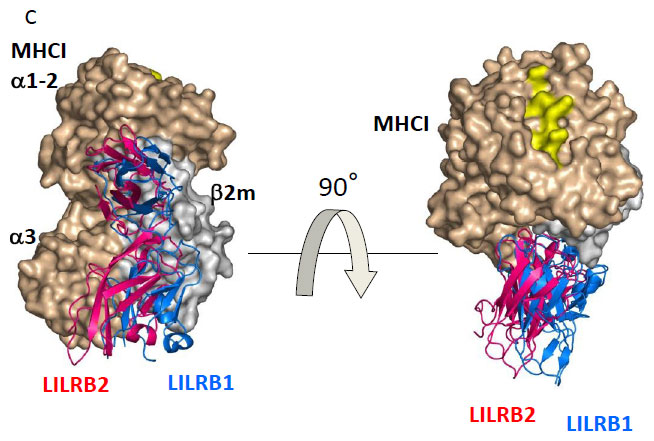 fig.3