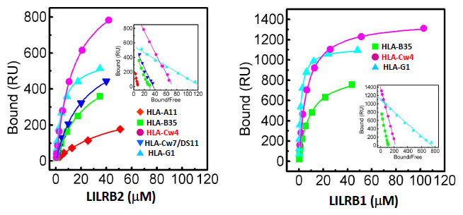平衡結合解析による固定化MHCIに対するLILRB1、LILRB2の解離定数（KD値）