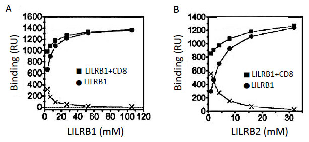 MHCIに対するLILRB1、B2とCD8の競合結合性。