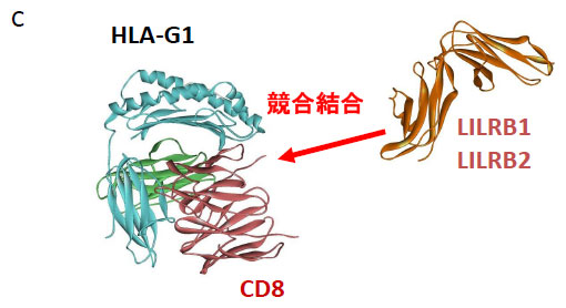 MHCIに対するLILRB1、B2とCD8の競合結合性。