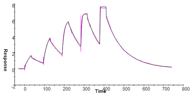 1,000 RU以下のTNKS1のキャプチャー条件での低分子化合物PARP15（310 Da）の結合レスポンス