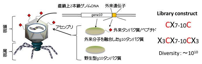 図1　T7ファージディスプレイシステムの概要