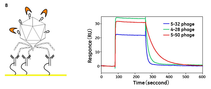 図6　Biacore™を用いたT7ファージ上提示ペプチドの標的に対する親和性解析