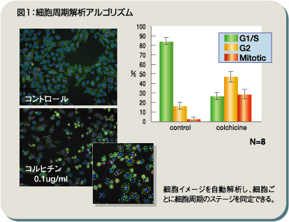 図1：細胞解析アルゴリズム　細胞イメージを自動解析し、細胞ごとに細胞周期のステージを同定できる。