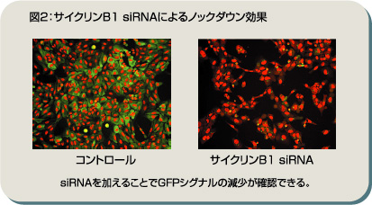 図2：サイクリンB1 siRNAによるノックダウン効果　siRNAを加えることでGFPシグナルの減少が確認できる。
