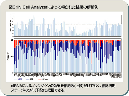 図3：IN Cell Analyzerによって得られた結果の解析例　siRNAによるノックダウンの効果を細胞数だけでなく細胞周期ステージの分布でも把握できる。