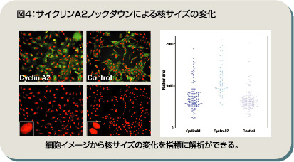 図4：サイクリンA2ノックダウンによる核サイズの変化　細胞イメージから核サイズの変化を指標に解析できる。