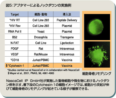 図5：アプタマーによるノックダウンの実施例　NascaCell IP GmbHが実施した動物細胞や微生物におけるノックダウン例。Cytohesin-1の細胞イメージでは、細胞から突起が伸びて細胞骨格ノリモデリングが起きている様子が観察できた。