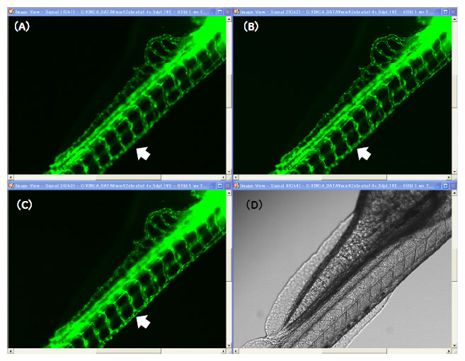 IN Cell Analyzer 2000を用いたゼブラフィッシュ血管定量解析