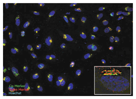 薬剤未処理のHeLa細胞におけるシスゴルジ局在GM130（緑）とTGN局在TGN46（赤）のマーカーの局在性を示しています。