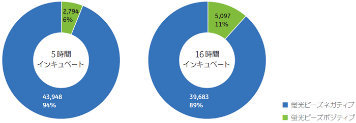 インキュベート時間による貪食能の変化