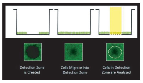 Oris Pro Cell Migration and Invasion Assays