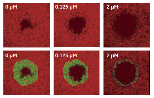 Cytochalasin D 処理による細胞遊走への影響（TRITC-phalloidin 染色サンプル画像）