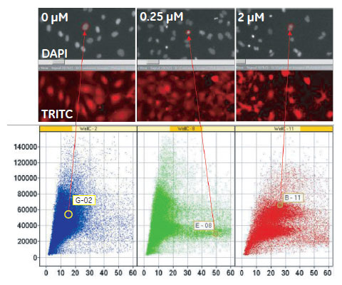 Cytochalasin D処理によるDNA含量および核のテクスチャへの影響