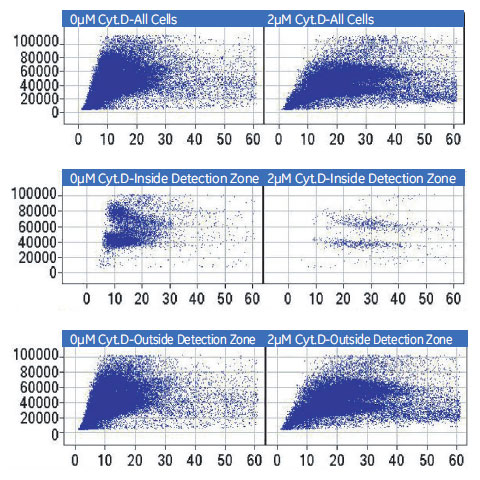 各領域におけるCytochalasin D によるDNA含量および核のテクスチャへの影響