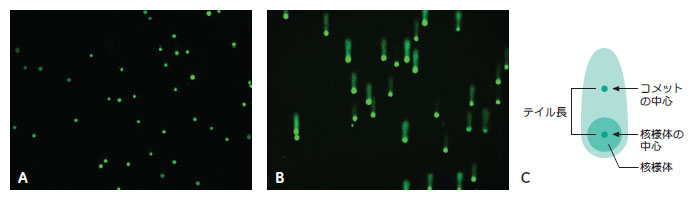 IN Cell Analyzer 1000 のコメットアッセイ画像