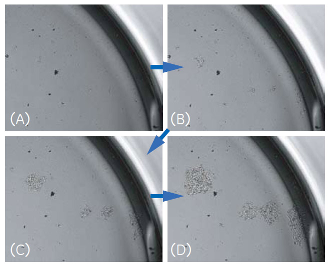 図2 CHO-K1細胞のコロニー形成の様子