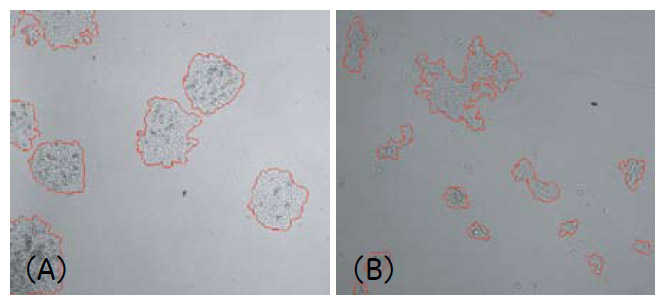 図4 IN Cell Investigator Softwareによるコロニー認識の様子