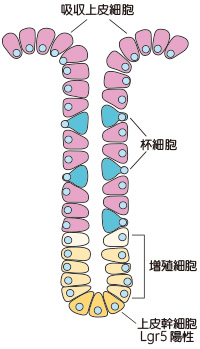 図1. クリプト構造模式図