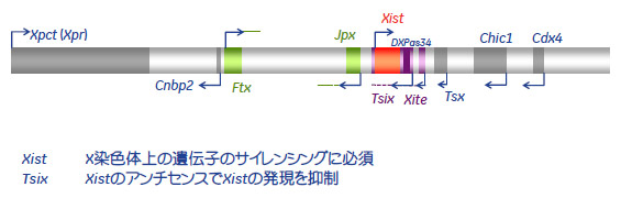 図2. Xic (X-inactivation center) 領域模式図