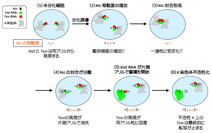 図6. Xist RNAとTsix RNAのランダム単アリル性発現メカニズムのモデル図
