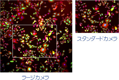 写真(スタンダードカメラとラージカメラの比較)