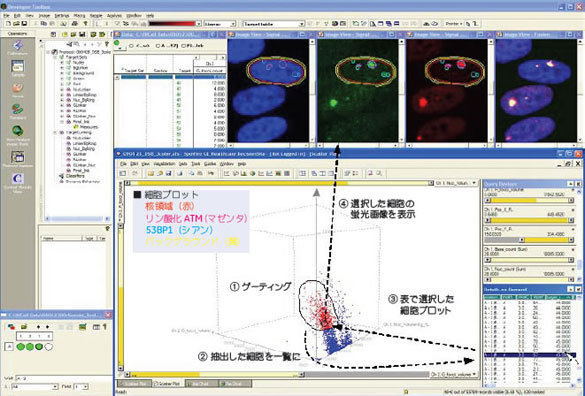 図4. IN Cell Invesitgatorソフトウェアによる解析結果と細胞画像のインタラクティブな検証