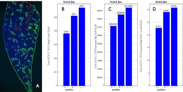 図6 導入遺伝子によるCK19陽性細胞の割合に対する影響（面積割合解析