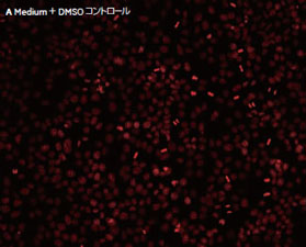 B 0.1 μM Paclitaxel