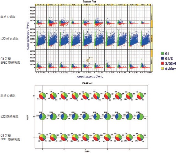 図6 各 well での各細胞周期の割合をグラフ化