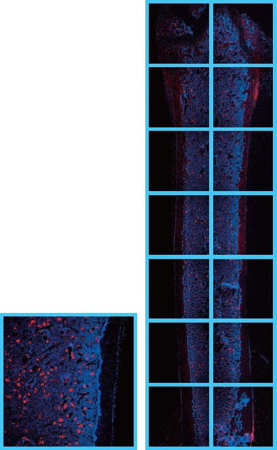 IN Cell Analyzer 2000で取得したマウス骨髄切片の画像