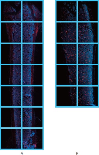 図2　IN Cell Analyzer 2000で取得したマウス骨髄切片の画像