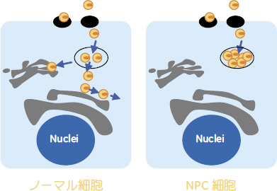 NPC細胞ではコレステロール輸送プロセスが正しく機能していない