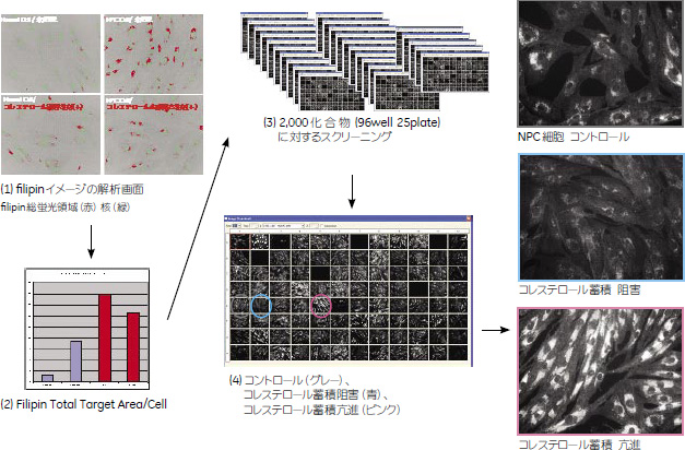 実験結果。コントロール、コレステロールの蓄積が阻害された細胞、コレステロールの蓄積が進んだ細胞