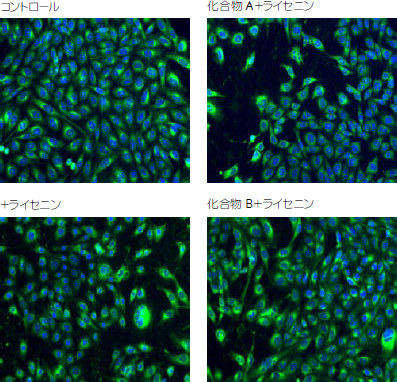 実験結果。細胞の形状比較