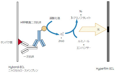 ECL™の検出原理