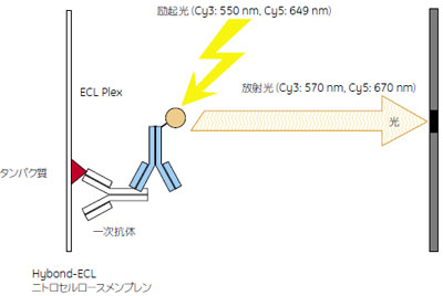 ECL™ Plus／ECL Advance™の検出原理