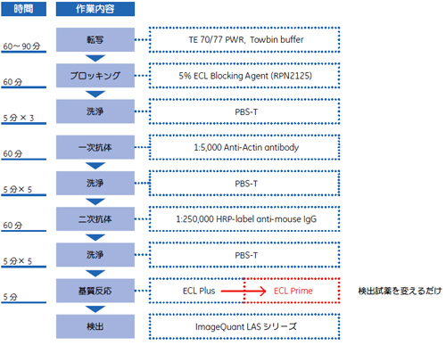 ECL™ PlusからECL™ Primeに移行する場合の検討ポイント（例）アクチン検出の場合