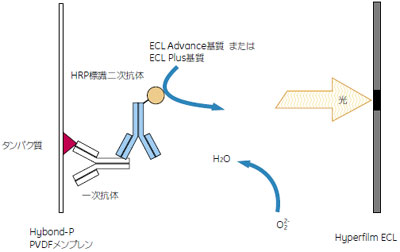 ECL™ Plus／ECL Advance™の検出原理