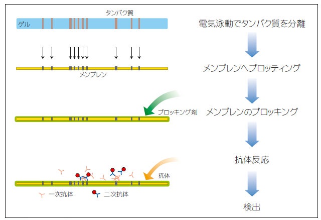 ウェスタンブロッティングとは