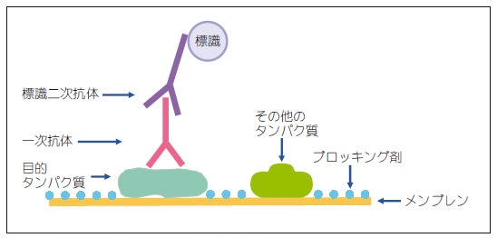 ウェスタンブロッティングの検出方法