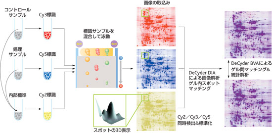 2D DIGE技術の概要