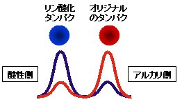 リン酸化概念図1