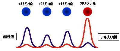 リン酸化概念図2