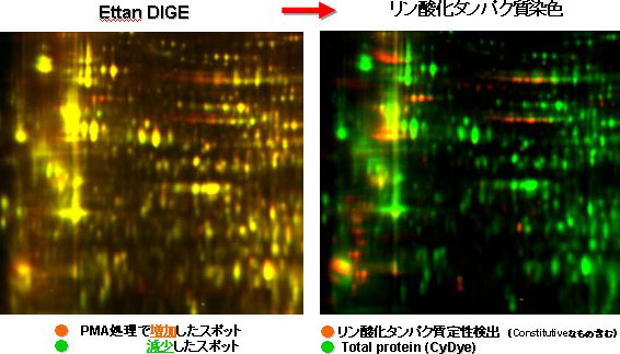 パネル画像データ2