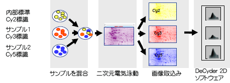 2D DIGEは、タンパク質サンプルを3種類の異なる蛍光色素にて標識し、同一ゲル上で一括して二次元電気泳動を行う技術です。この方法を用いると複数のタンパク質サンプルを1枚のゲル上で解析することが可能になるため、発現量の差異をより高精度に検出することができます。