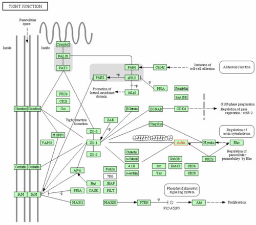 図2 DeCyder™ソフトウェアのBVAモジュールのスクリーンショット（下）